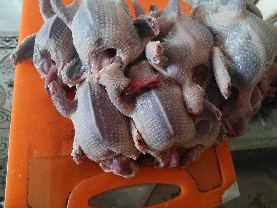 Голуби жирные крупные