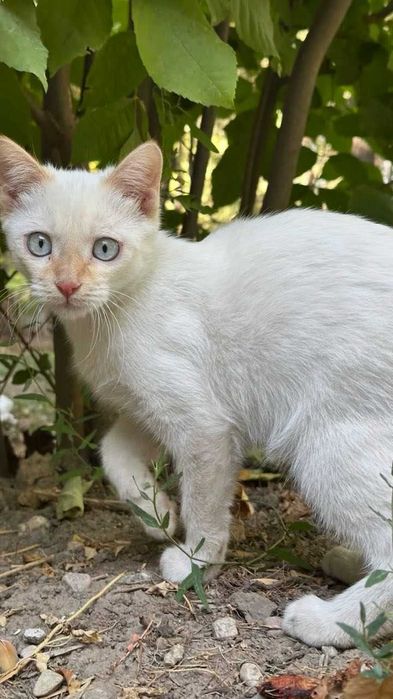 Белый котенок бесплатно