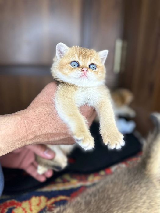 Золотистый шиншилла котёнок