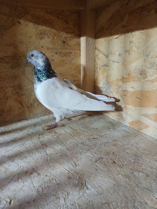 Голуби голуби голуби