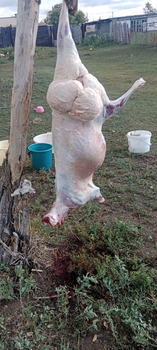 Марқа туша адреске дейін