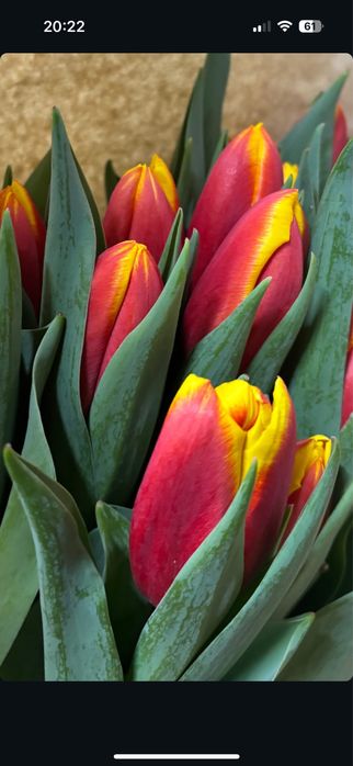 Продам тюльпаны  свежие
