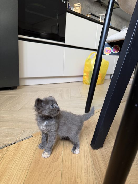 Котята красивые пушистики