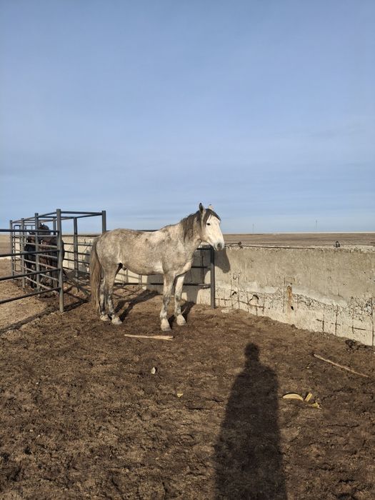 Жеребец  Айғыр сатылады