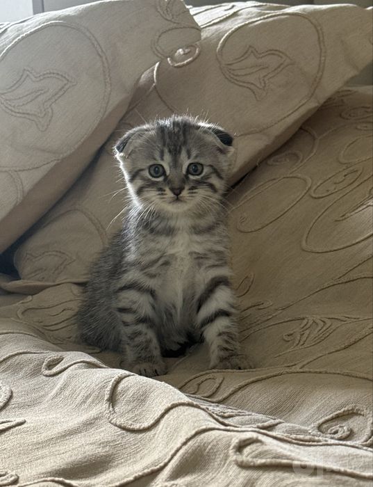срочно продаётся котёнок