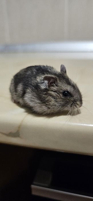 Donez Hamsteri pitici