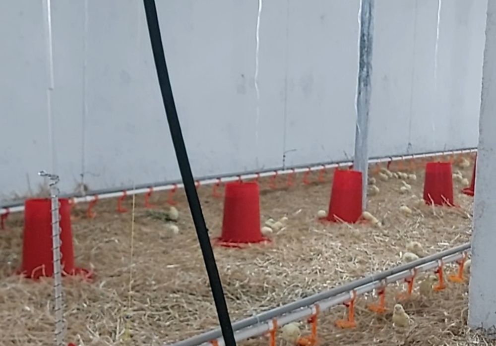 Кормушка для бройлер.