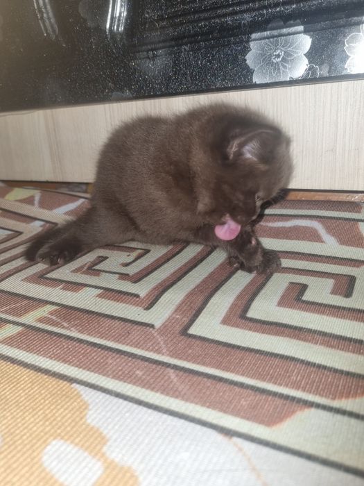 Продам милейших котят