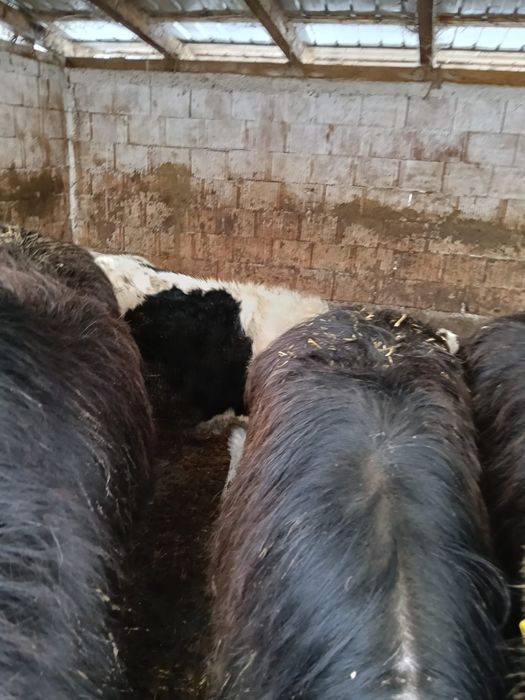 De vanzare 5 bucăți