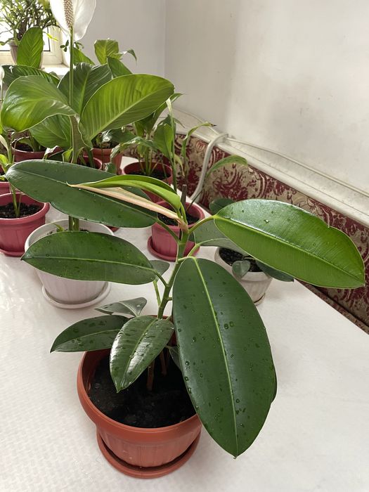 Фикус разного размера