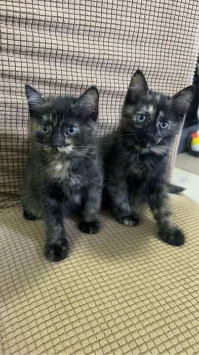 котятки девочки ждут своих хозяев
