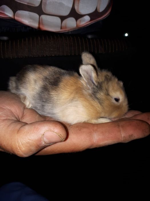 Iepuras pitici  cap leu