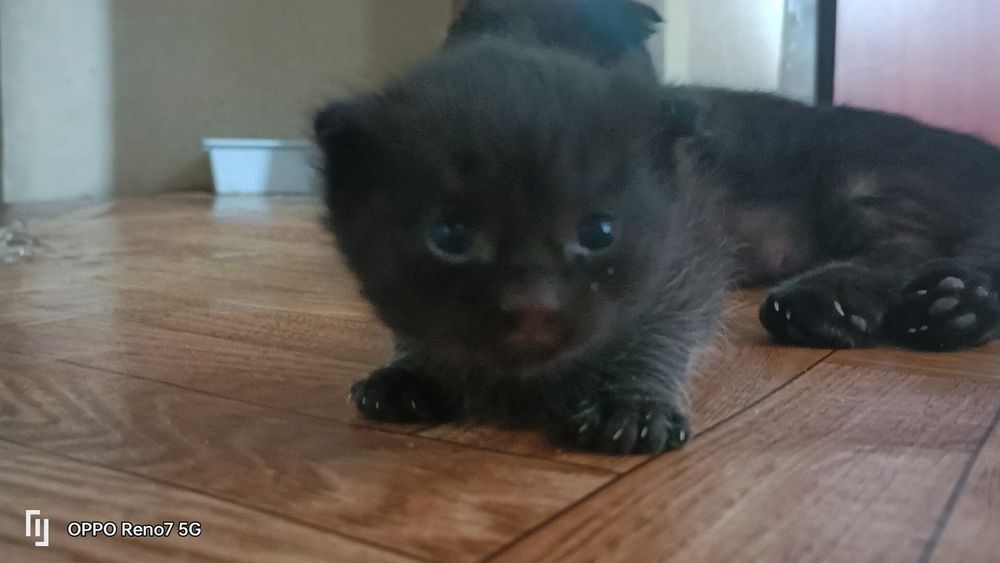 Продам вислоухих котят