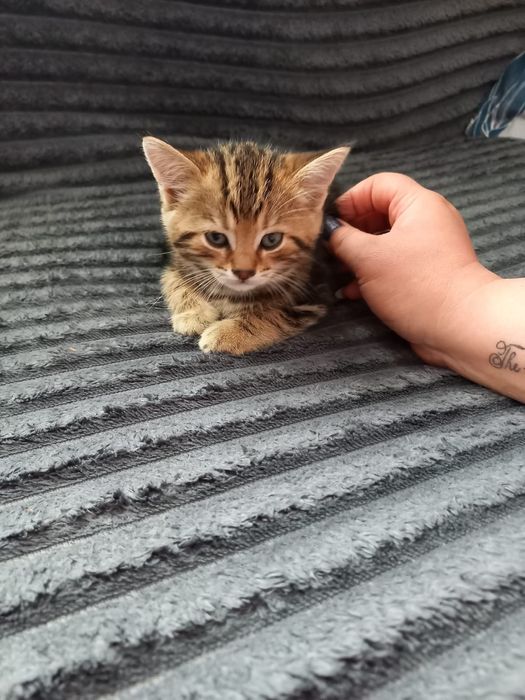 Продам котят очень красивые