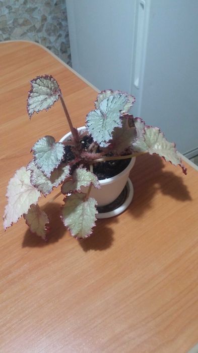 Бегония декоративнолистная