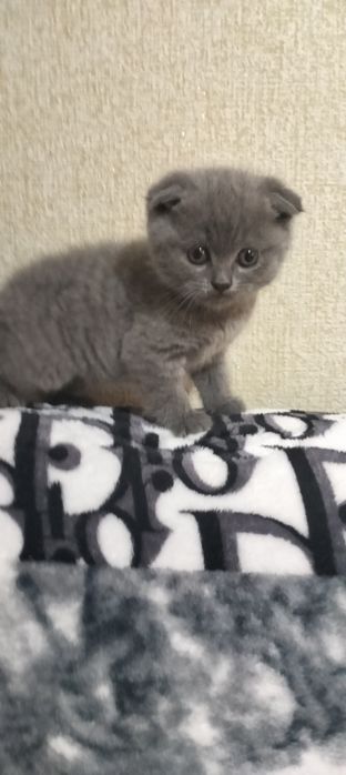 Продаются котята два мальчика.