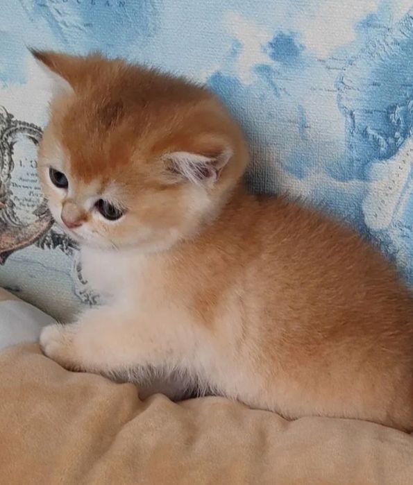 Котята золотая шиншилла