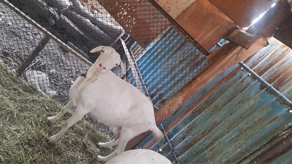 Продам козлы срочно