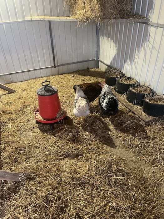 Wyandotte disponibile