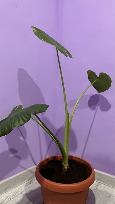 продам комнатные цветочки