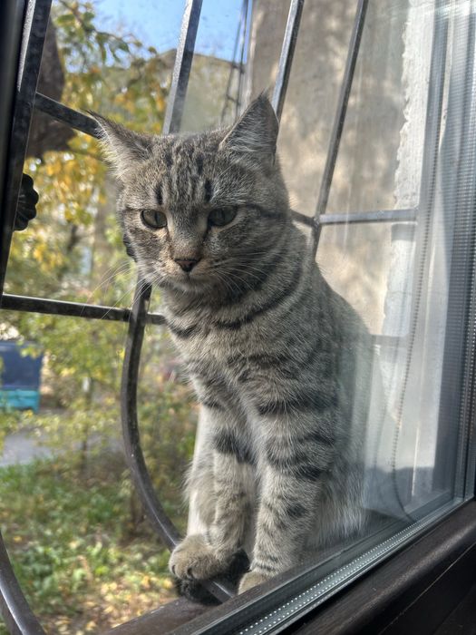 Отдам кошку в добрые руки