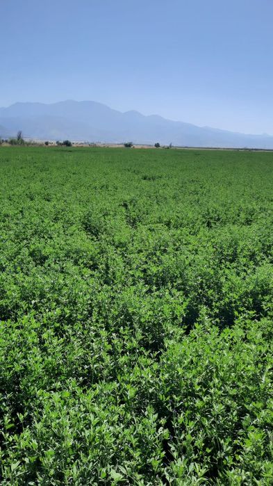 Семена люцерно  жонышка урыгы