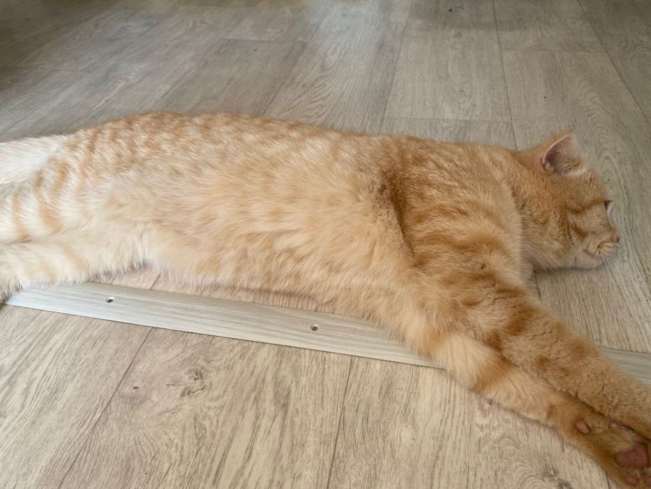 Отдам кота в добрые руки