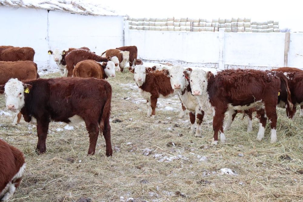 Продам действующее Хозяйство