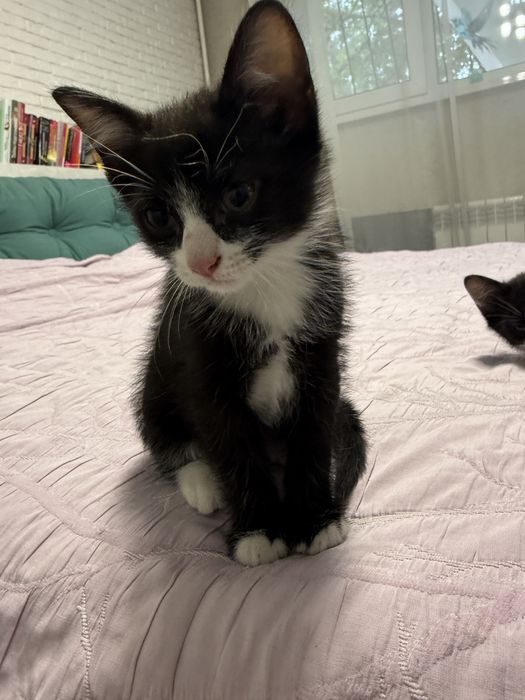 Отдаються котята.