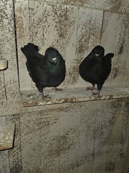 Porumbei Kingi de vanzare