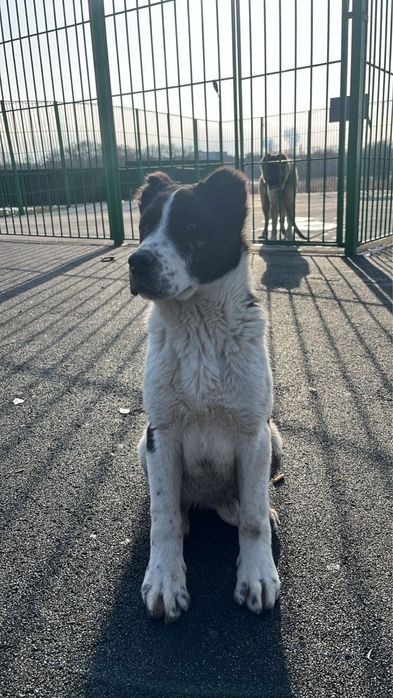 Алабай САО щенки девочки