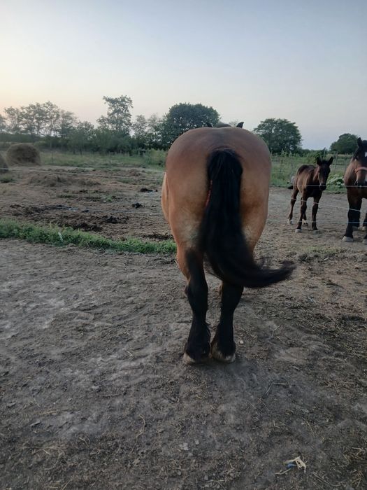 Trei iepe de vânzare