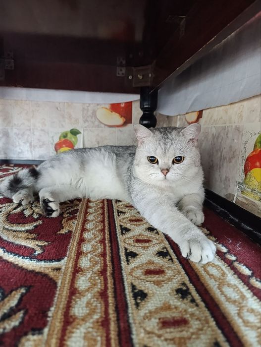 Серебристый шиншила кот!Срочно продам,тезда сотилади у ребенка аллерги