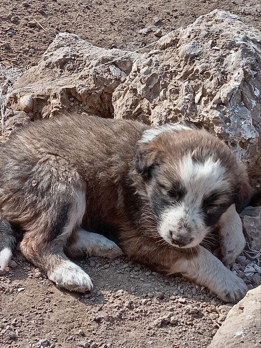 Кушиклер кыз бари бесплатный кимге керек алын керек болса