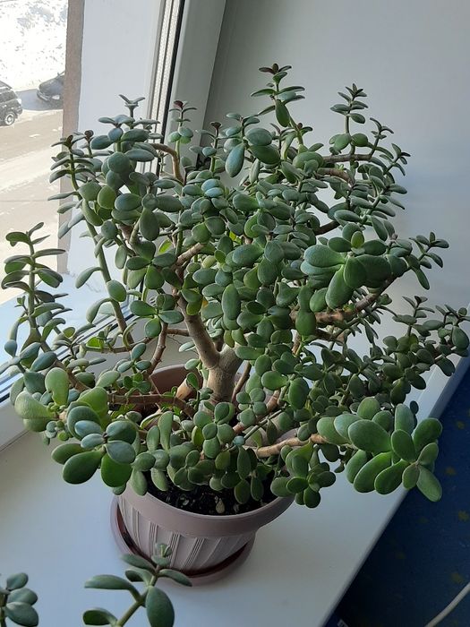 Цветок  денежный Подарок на 8 марта