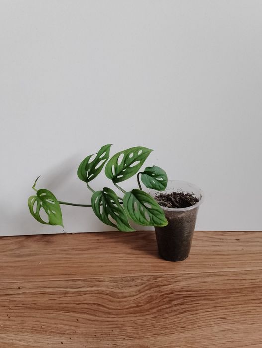 Монстера.         .