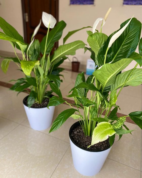 Цветы для дома и офиса. Гуллар