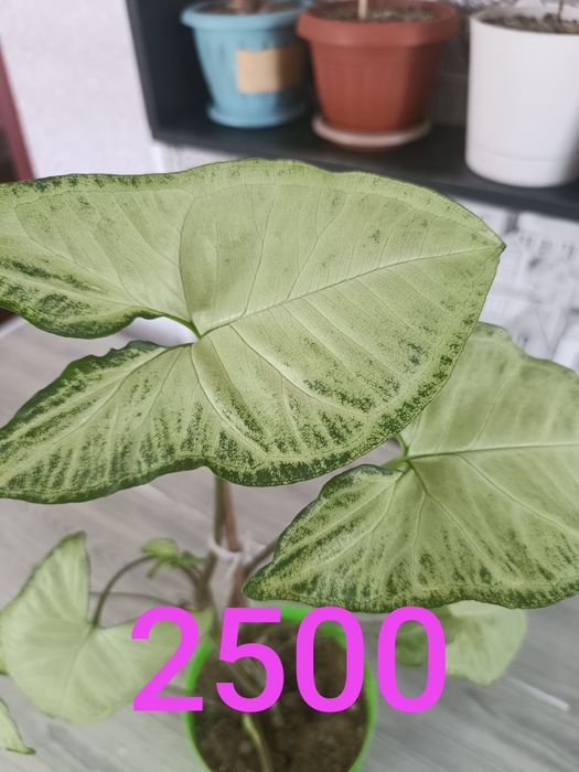 Комнатные растения