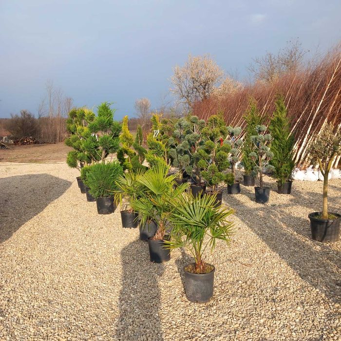 Plante pentru Gard Viu Dens – Transport și Montaj la Tine Acasă