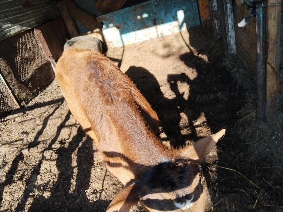 Продаю теленка бычок