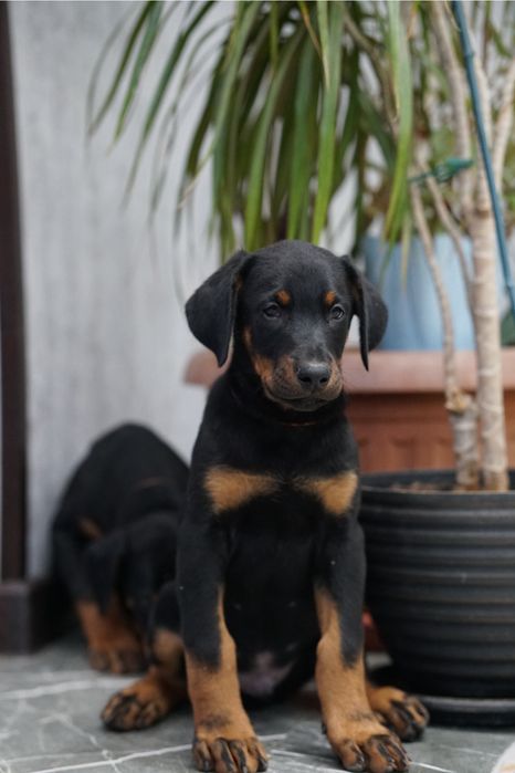 Щенки добермана на проджу