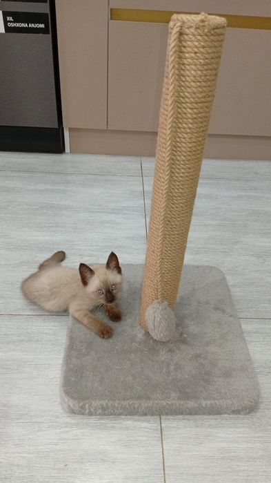 Киса Мушукча Киз бола