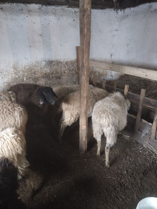 Бараны, кой, токты