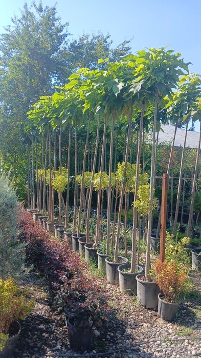 Catalpa nana oferta 200 2m50