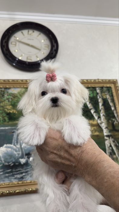 Мини малышка мальтезе беби фейс