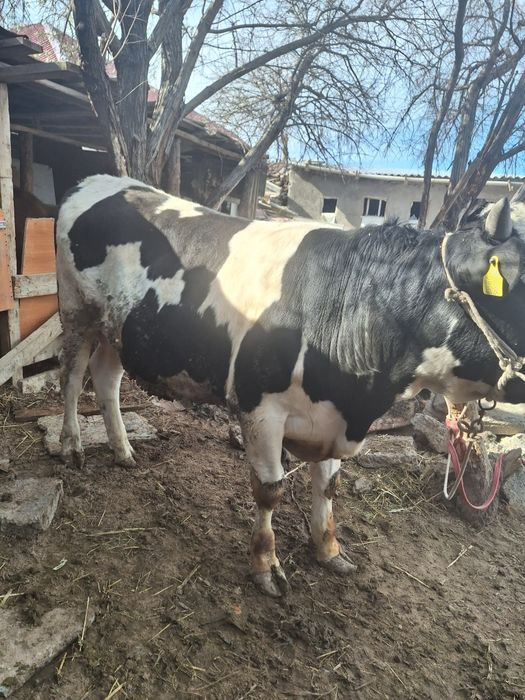 Бұқа сатыладыыыыыы...