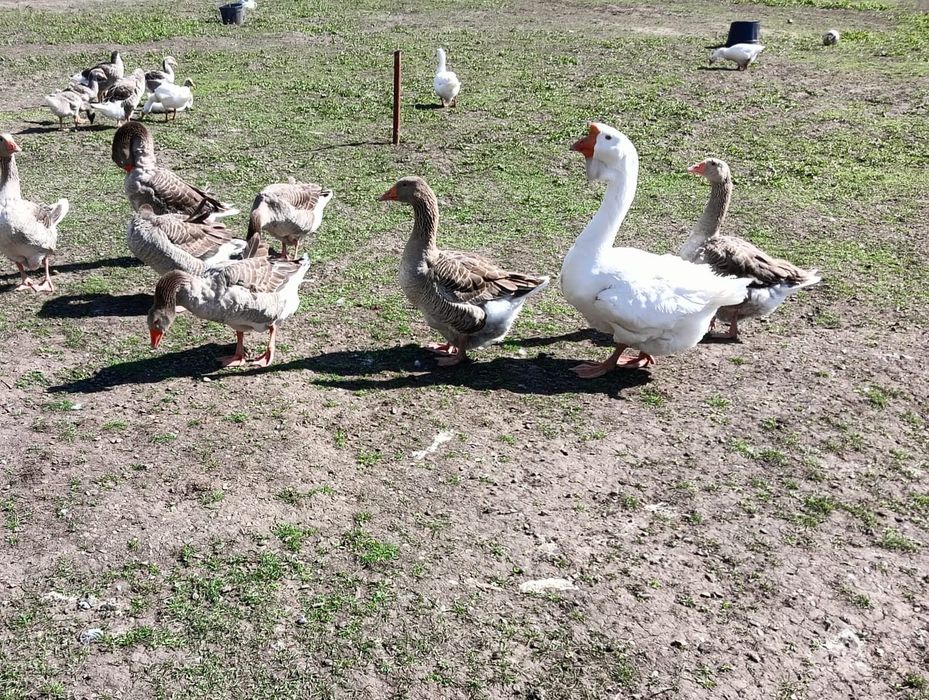 Vând gâste și bobocii de gâscă,
