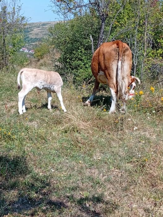 De vânzare 3 vaci și 3 vițeii