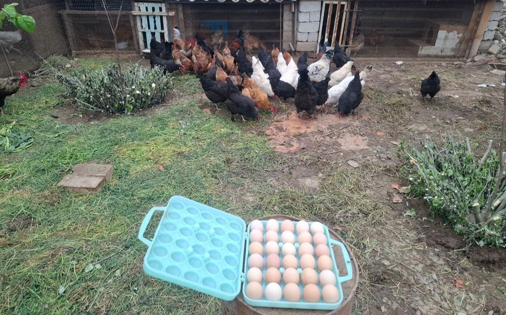 Тухум домашний яйцо