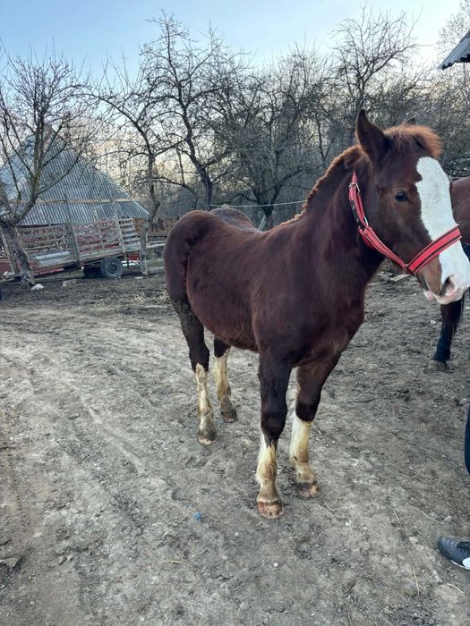 Mânz de vânzare cuminte
